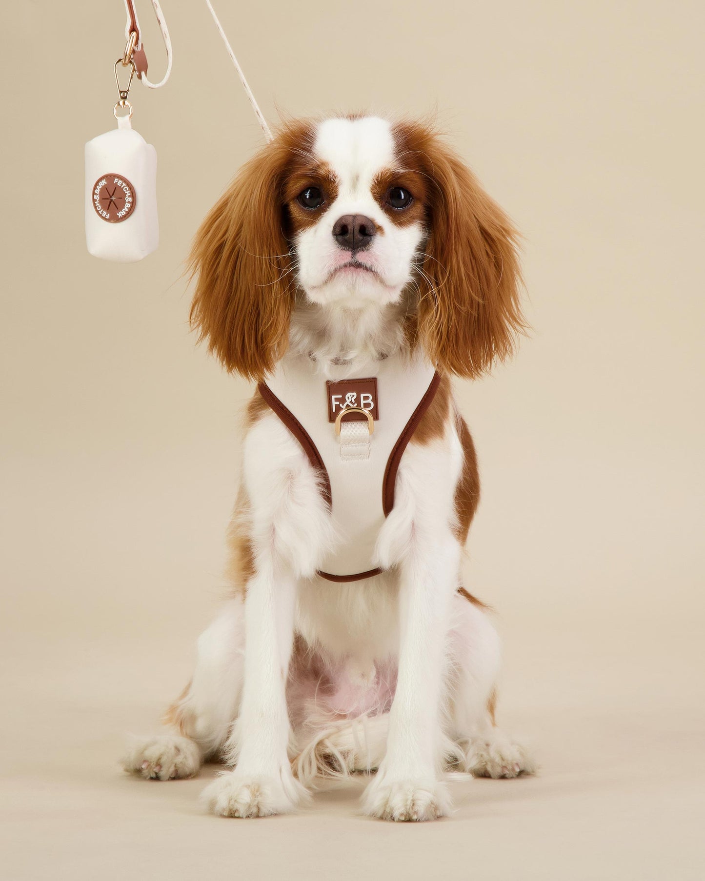 King Charlies Cavalier wearing a size S Fetch and Bark Neoprene Bundle, featuring a waterproof neoprene harness, matching lead, and waste bag holder with adjustable straps and high-quality hardware, designed for a comfortable, secure, and stylish fit.