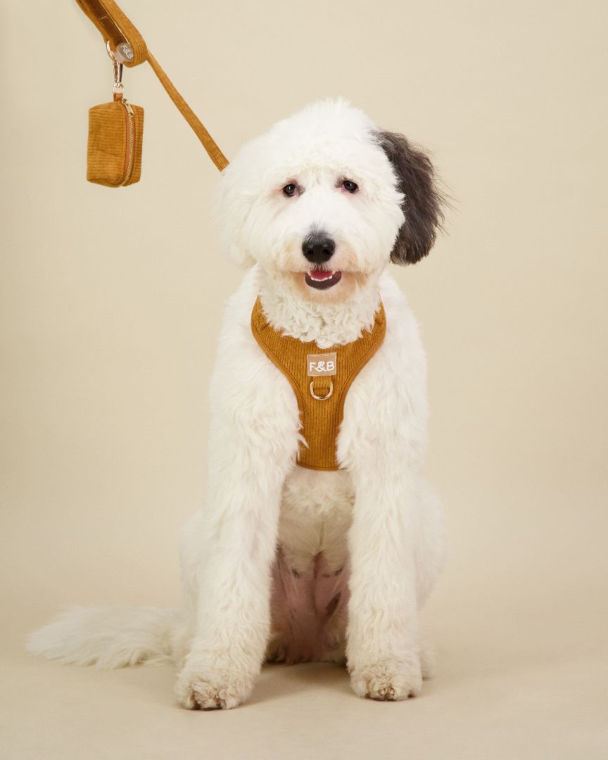 Sheepadoodle wearing a size M Fetch and Bark Corduroy Harness Bundle in Ochre, featuring the stylish corduroy harness, matching lead, and waste bag holder with gold hardware for a secure, comfortable, and chic fit.