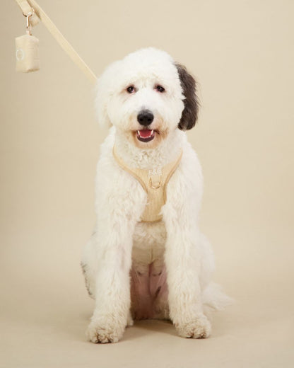 Sheepadoodle wearing a size M Fetch and Bark Corduroy Harness Bundle in Cream, featuring the stylish corduroy harness, matching lead, and waste bag holder with gold hardware for a secure, comfortable, and chic fit