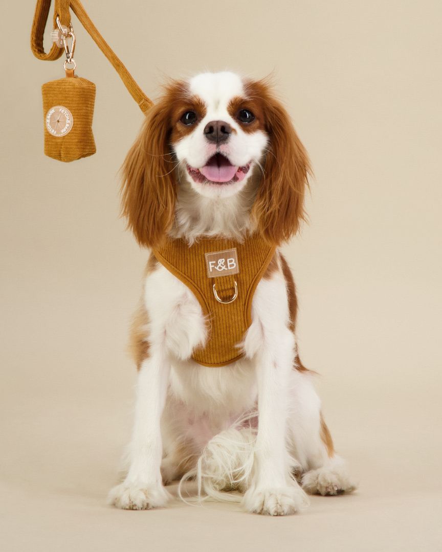 King Charles Cavalier wearing a size S Fetch and Bark Corduroy Harness Bundle in Ochre, featuring the stylish corduroy harness, matching lead, and waste bag holder with gold hardware for a secure, comfortable, and chic fit.