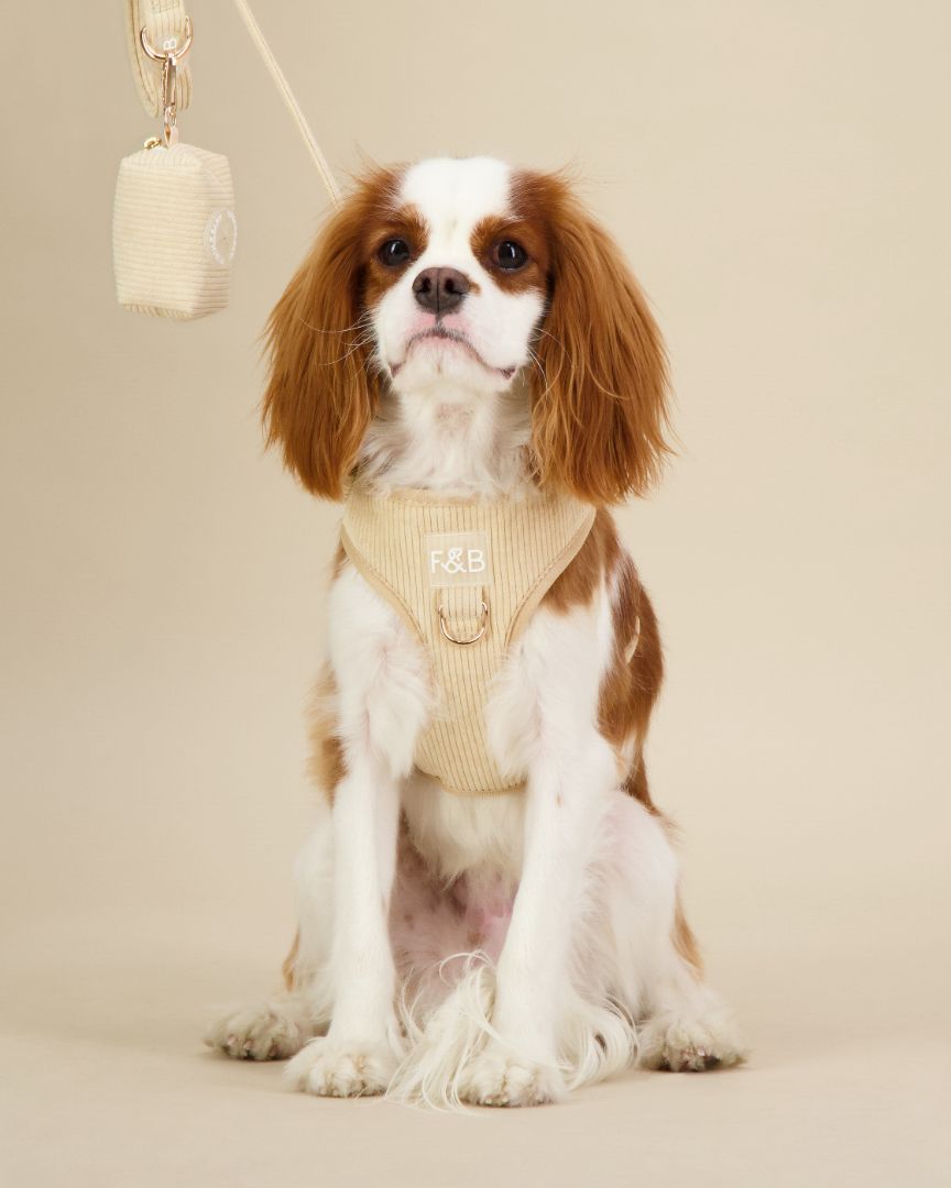 King Charles Cavalier wearing a size S Fetch and Bark Corduroy Harness Bundle in Cream, featuring the stylish corduroy harness, matching lead, and waste bag holder with gold hardware for a secure, comfortable, and chic fit