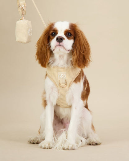 King Charles Cavalier wearing a size S Fetch and Bark Corduroy Harness Bundle in Cream, featuring the stylish corduroy harness, matching lead, and waste bag holder with gold hardware for a secure, comfortable, and chic fit