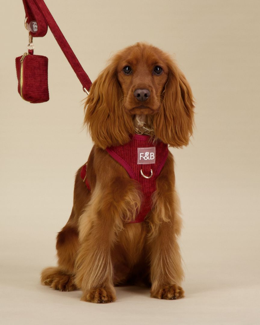 Cocker Spaniel wearing a size XS Fetch and Bark Corduroy Harness Bundle in Mahogany, featuring the stylish corduroy harness, matching lead, and waste bag holder with gold hardware for a secure, comfortable, and chic fit.