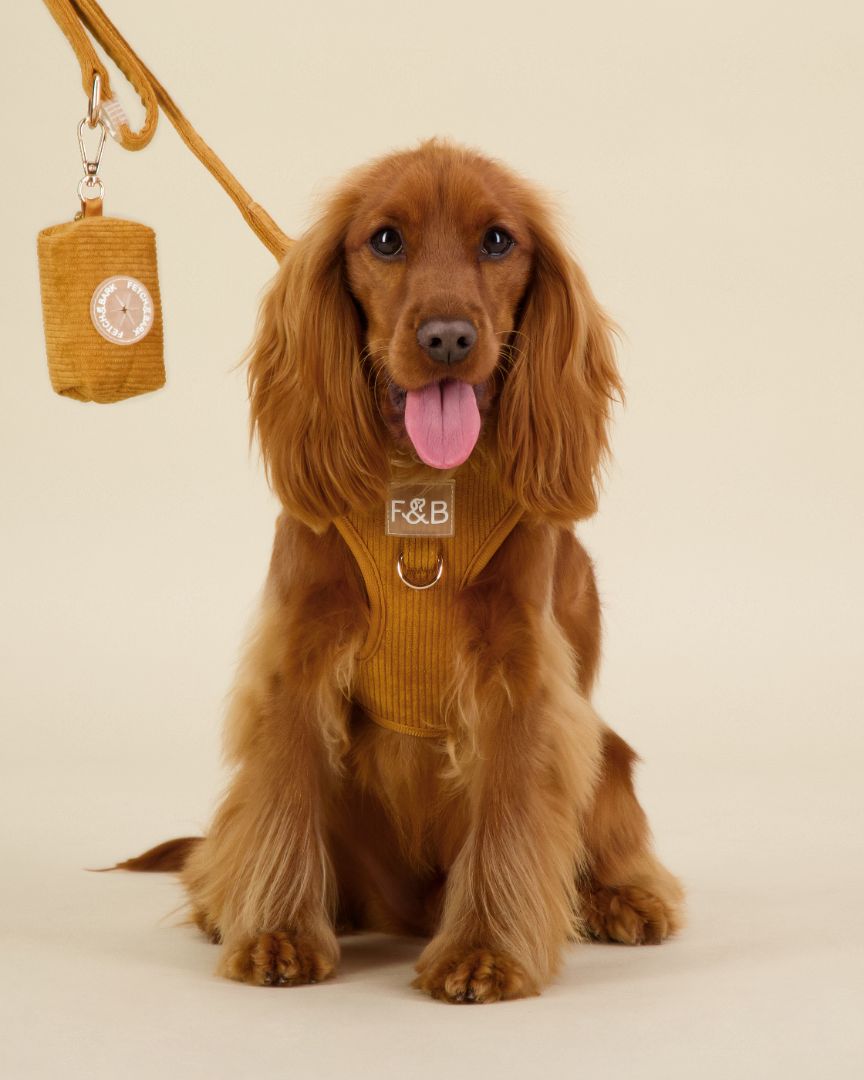 Cocker Spaniel wearing a size XS Fetch and Bark Corduroy Harness Bundle in Ochre, featuring the stylish corduroy harness, matching lead, and waste bag holder with gold hardware for a secure, comfortable, and chic fit.