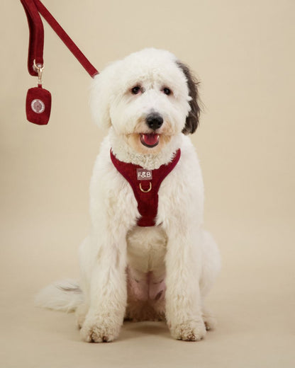 Sheepadoodle wearing a size M Fetch and Bark Corduroy Harness Bundle in Mahogany, featuring the stylish corduroy harness, matching lead, and waste bag holder with gold hardware for a secure, comfortable, and chic fit.