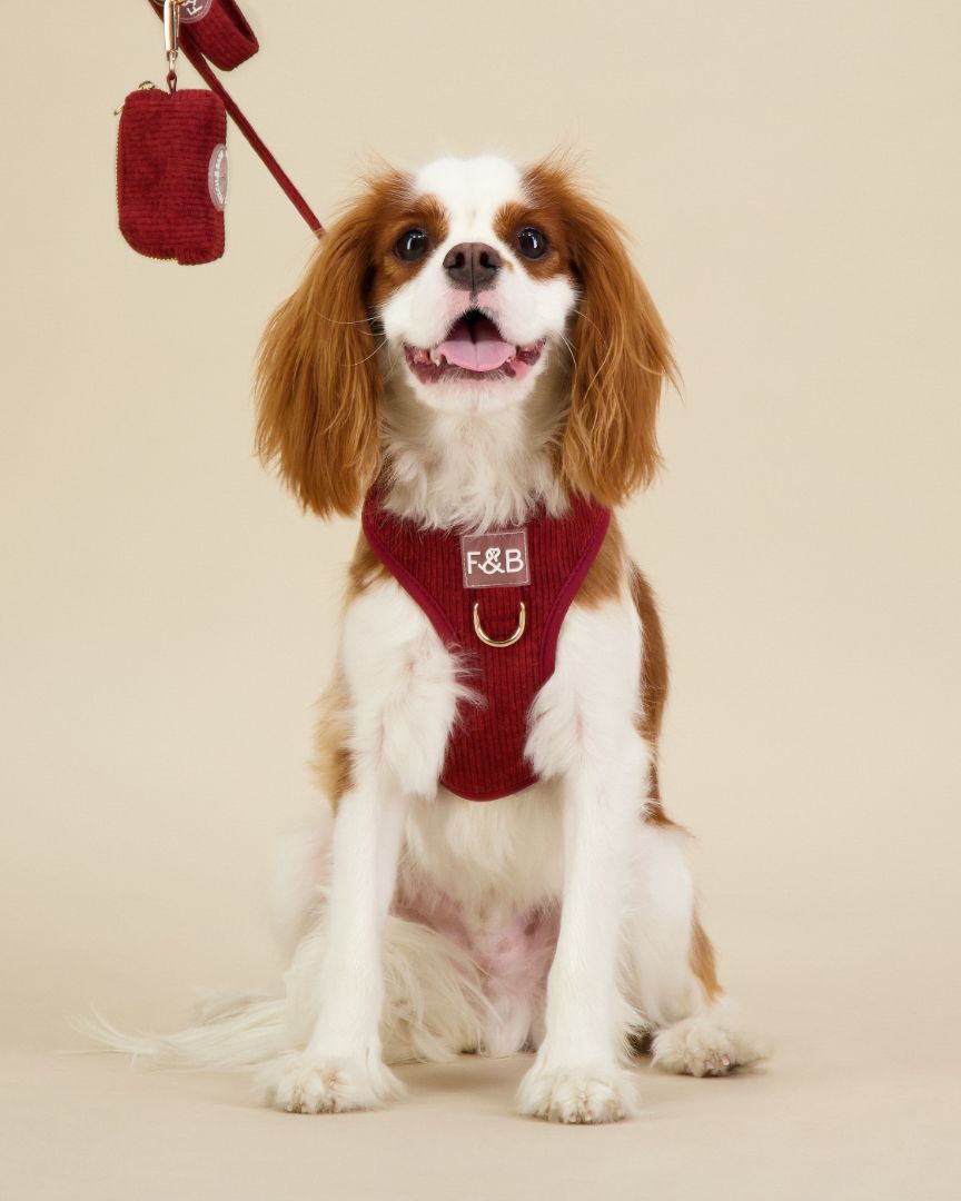 King Charles Cavalier wearing a size S Fetch and Bark Corduroy Harness Bundle in Mahogany, featuring the stylish corduroy harness, matching lead, and waste bag holder with gold hardware for a secure, comfortable, and chic fit.