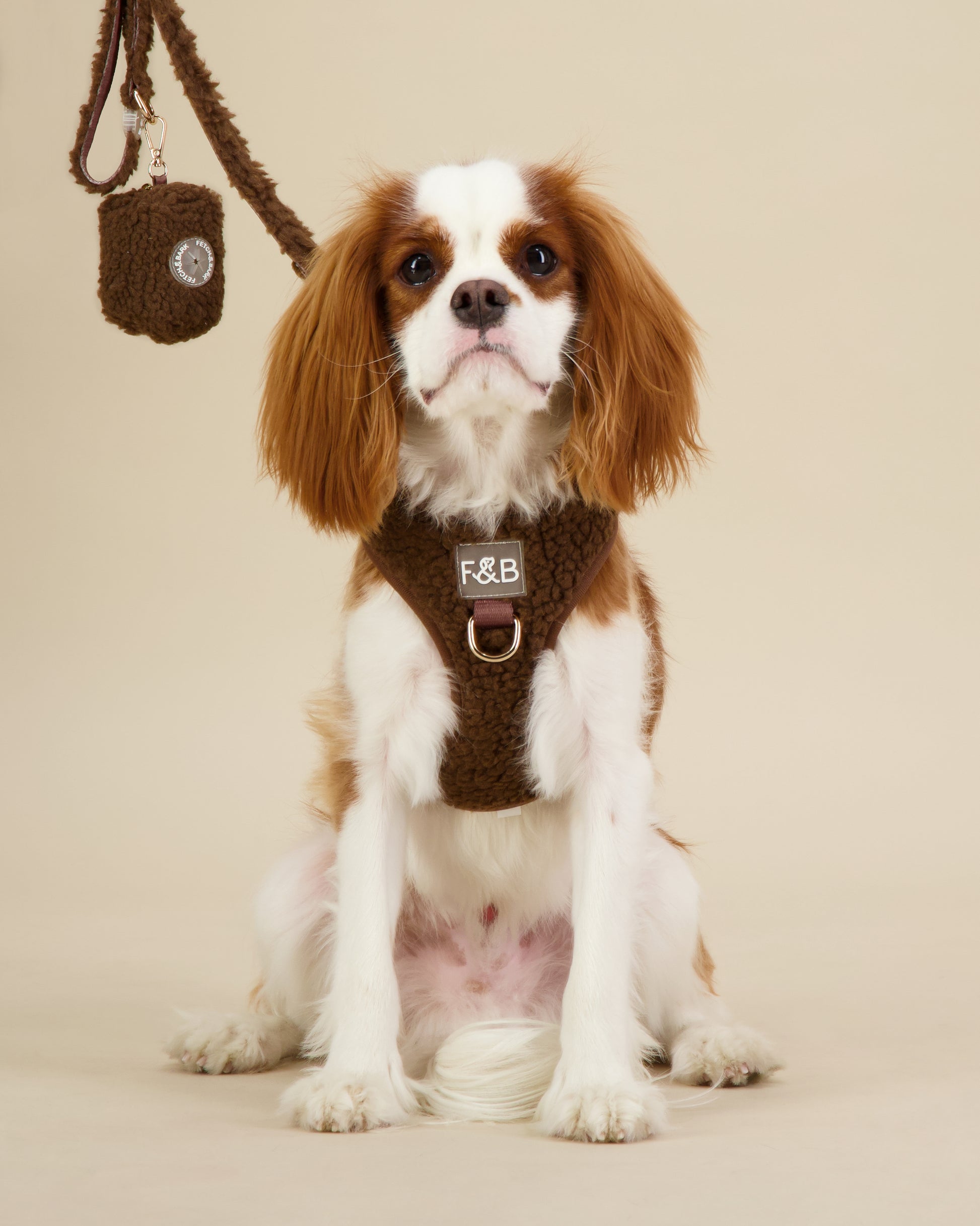 King Charles Cavalier wearing a size S Fetch and Bark Chocolate Boucle Harness, complemented with the matching waste bag holder and lead, featuring boucle texture, gold hardware, and a high-tensile clip for a stylish and secure fit.