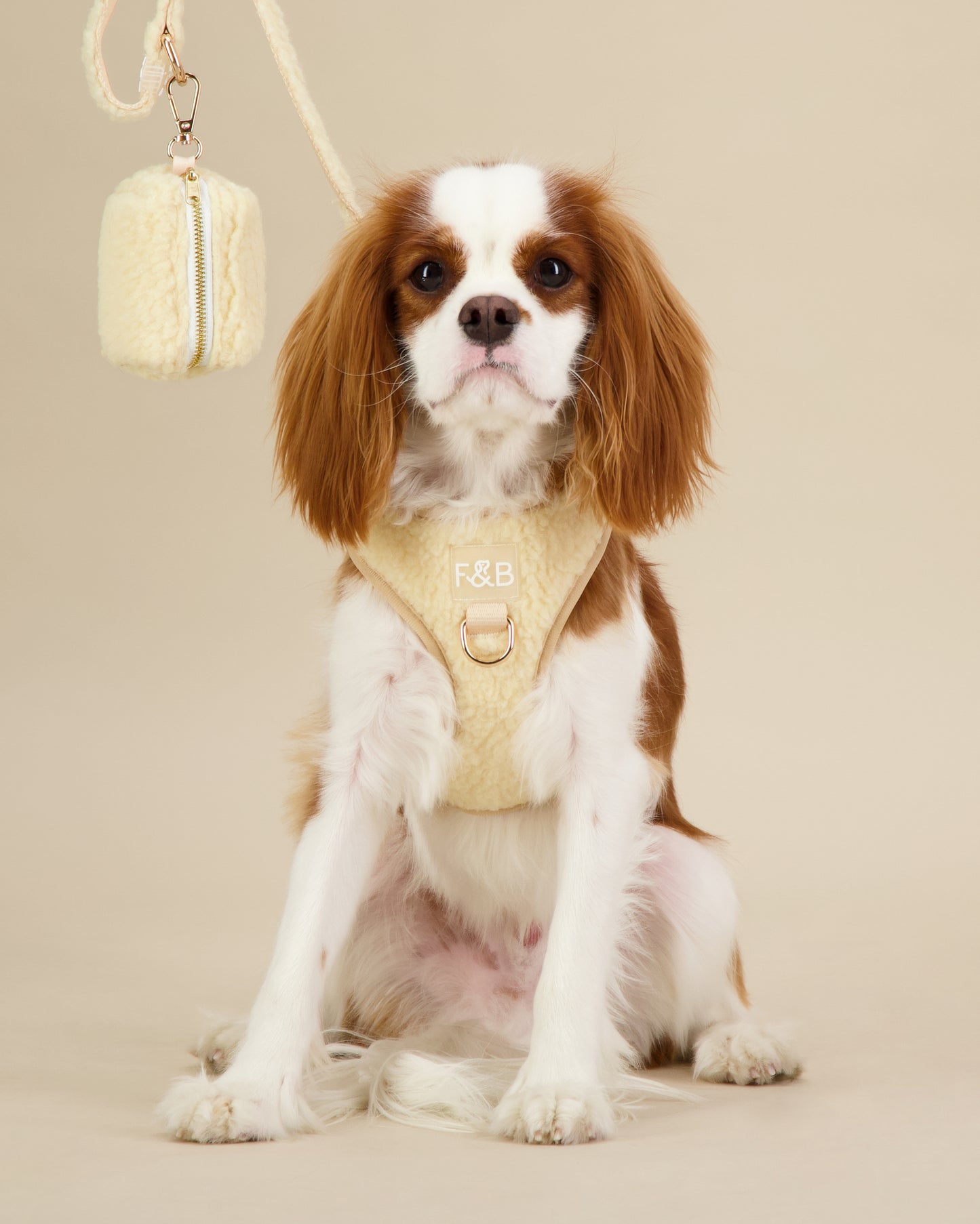 King Charles Cavalier wearing a size S Fetch and Bark Cream Boucle Harness, complemented with the matching waste bag holder and lead, featuring boucle texture, gold hardware, and a high-tensile clip for a stylish and secure fit.