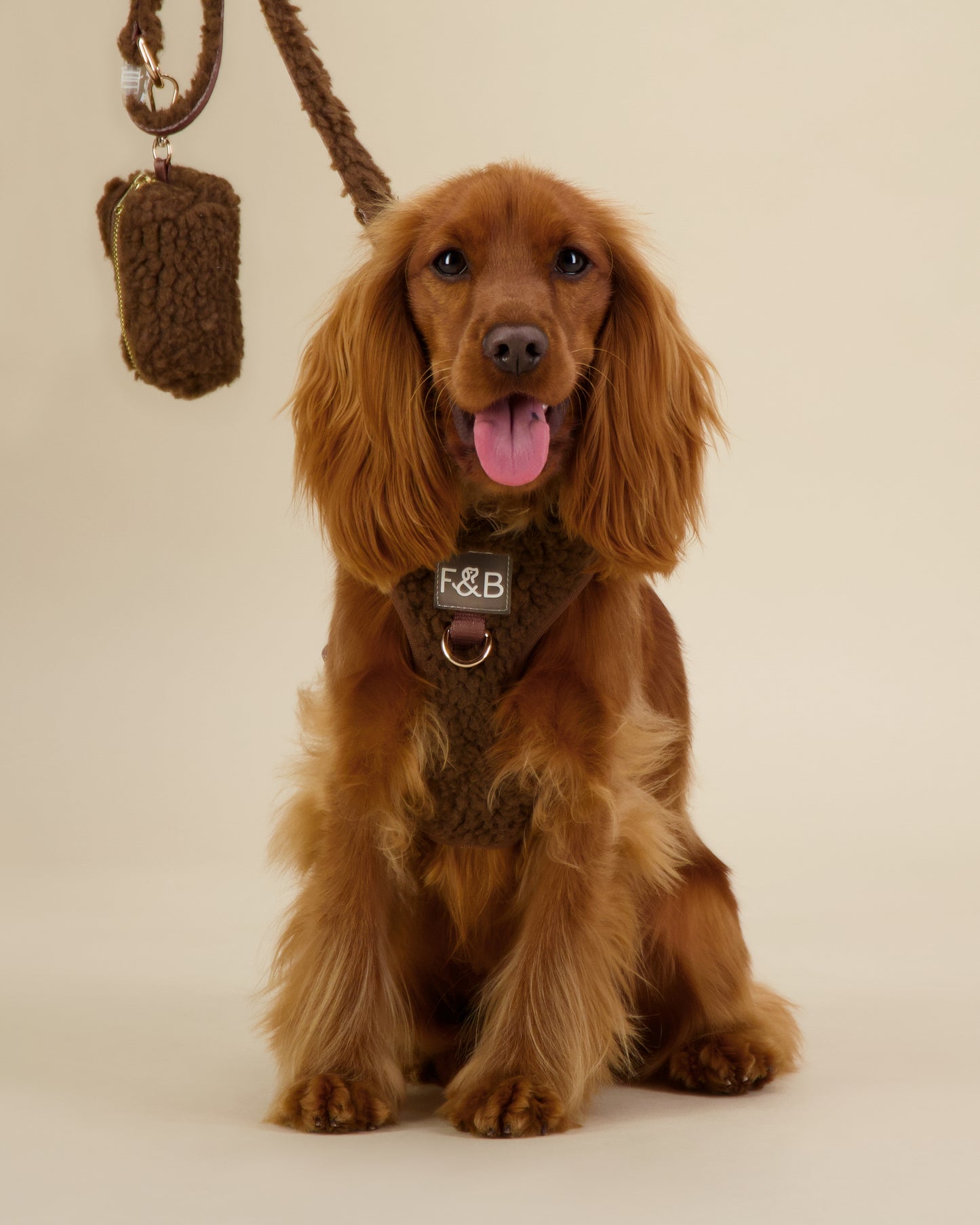 Cocker Spaniel wearing a size XS Fetch and Bark Chocolate Boucle Harness, paired with the matching waste bag holder and lead featuring boucle texture, gold hardware, and a high-tensile clip for a stylish and functional walking set.