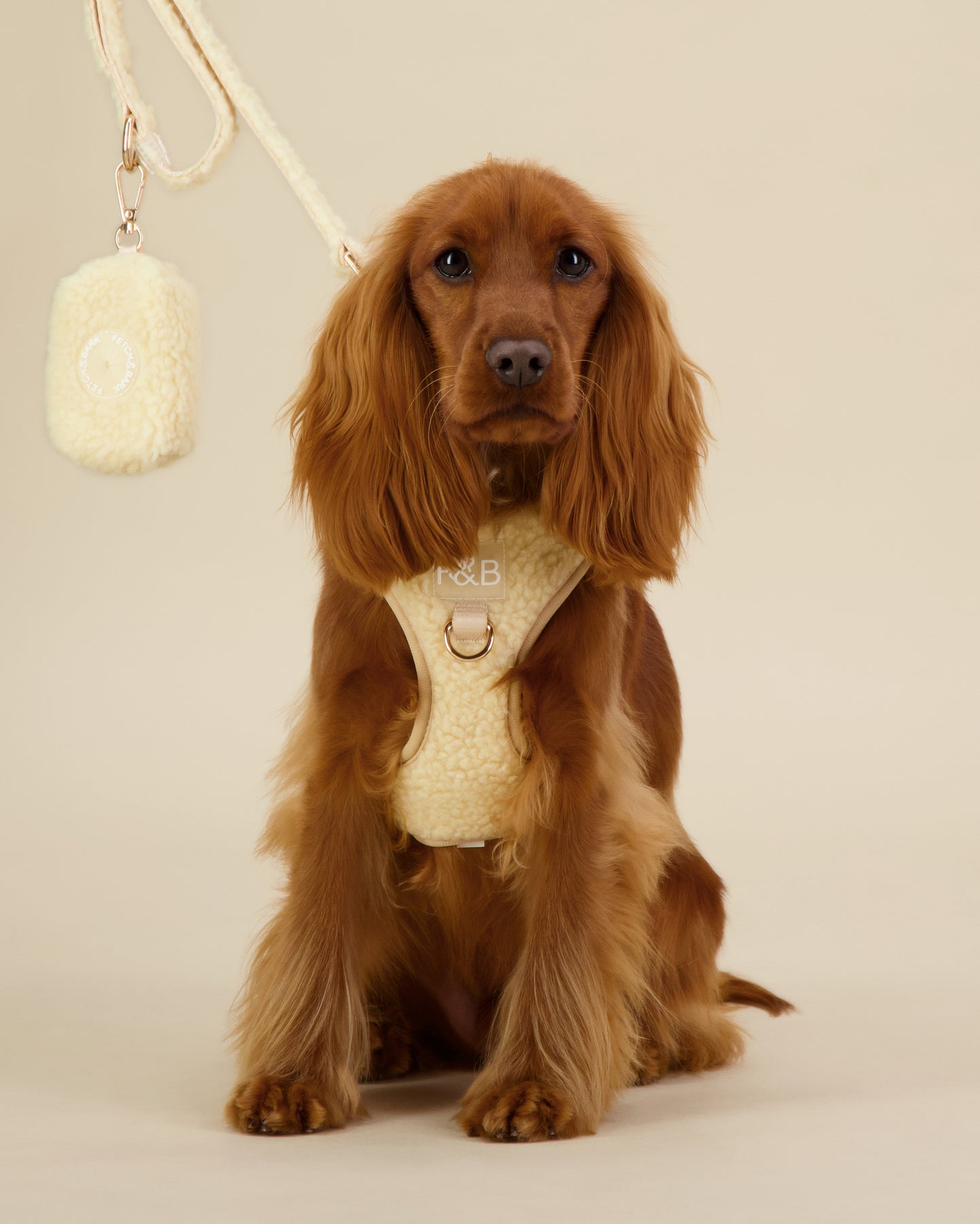 Cocker Spaniel wearing a size XS Fetch and Bark cream Boucle Harness, paired with the matching waste bag holder and lead featuring boucle texture, gold hardware, and a high-tensile clip for a stylish and functional walking set.