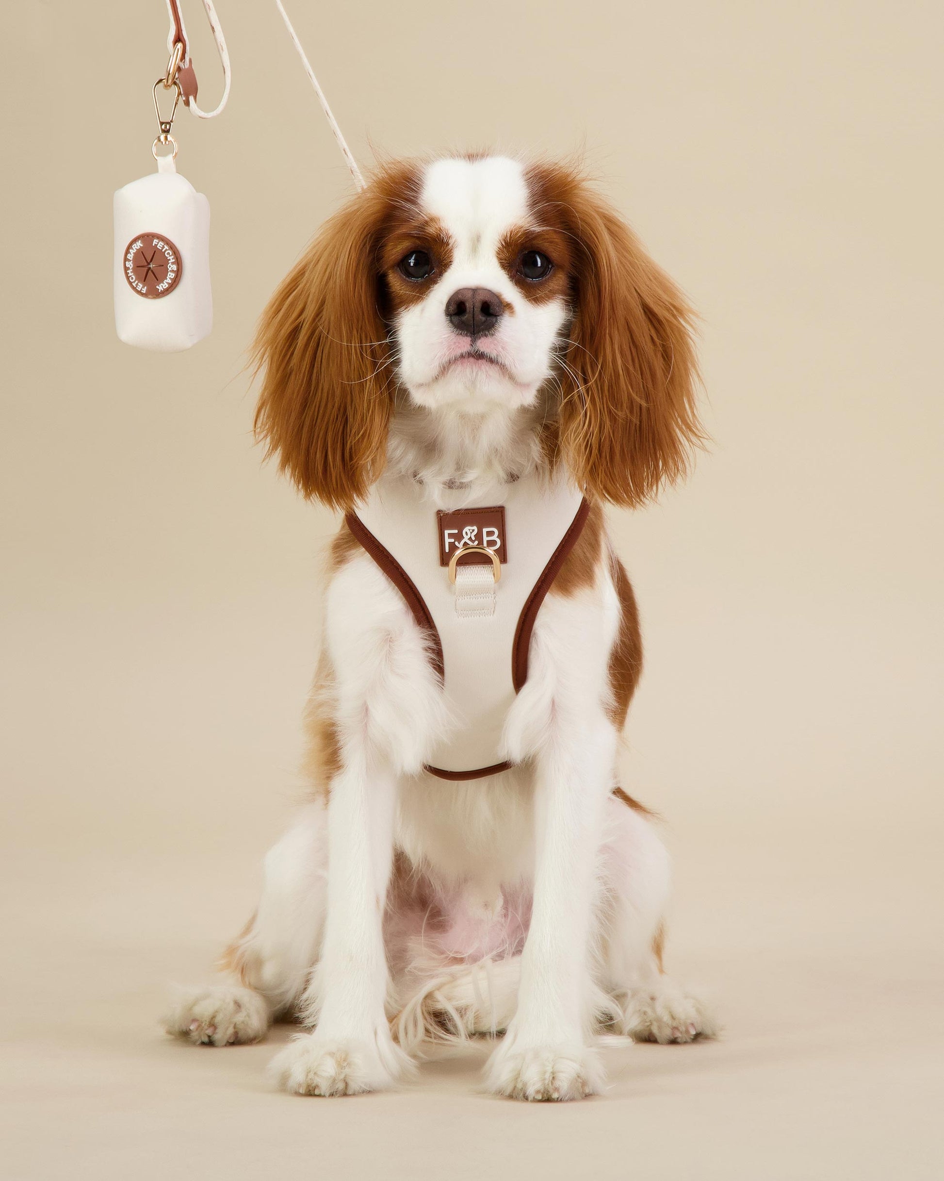King Charlies Cavalier wearing a size S Fetch and Bark Neoprene Bundle, featuring a waterproof neoprene harness, matching lead, and waste bag holder with adjustable straps and high-quality hardware, designed for a comfortable, secure, and stylish fit.
